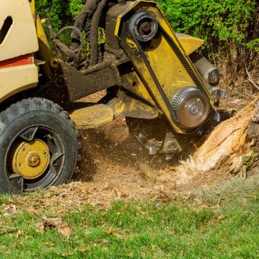 A stump is shredded with removal, grinding the stumps and roots into small chips